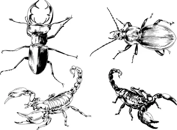 Desenhos Vetoriais Esboços Diferentes Insetos Insetos Escorpiões Aranhas Desenhadas Tinta —  Vetores de Stock