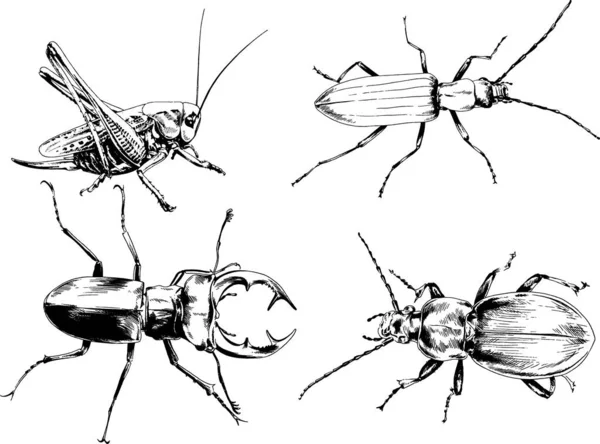 Vektorzeichnungen Skizzieren Verschiedene Insekten Käfer Skorpione Spinnen Mit Tusche Von — Stockvektor