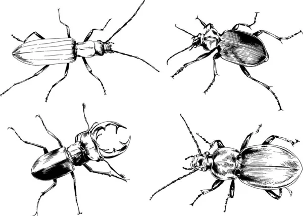 Disegni Vettoriali Schizzi Insetti Diversi Insetti Ragni Scorpioni Disegnati Mano — Vettoriale Stock