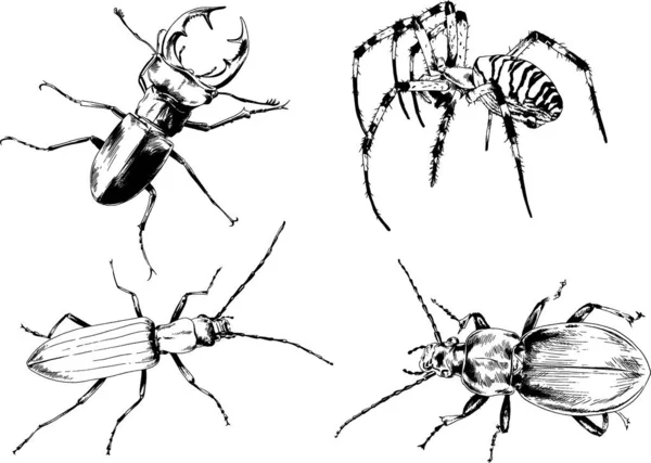 Vektorzeichnungen Skizzieren Verschiedene Insekten Käfer Skorpione Spinnen Mit Tusche Von — Stockvektor