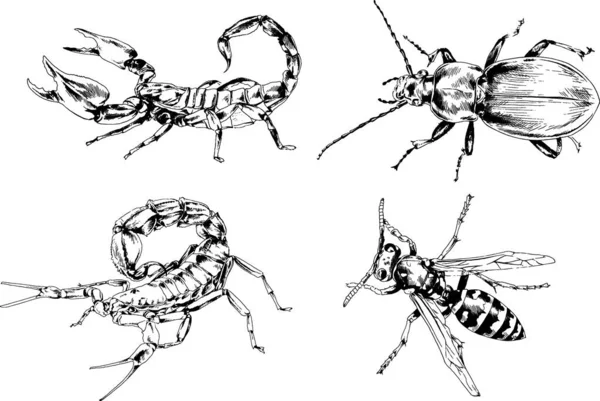 Disegni Vettoriali Schizzi Insetti Diversi Insetti Ragni Scorpioni Disegnati Mano — Vettoriale Stock