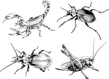 Vektör çizimleri farklı böcekler çizer. Akrepler, mürekkeple çizilen örümcekler, arka planı olmayan nesneler.