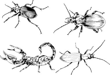 Vektör çizimleri farklı böcekler çizer. Akrepler, mürekkeple çizilen örümcekler, arka planı olmayan nesneler.