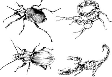 Vektör çizimleri farklı böcekler çizer. Akrepler, mürekkeple çizilen örümcekler, arka planı olmayan nesneler.