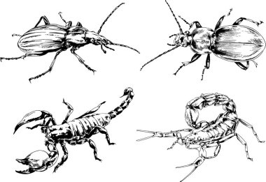 Vektör çizimleri farklı böcekler çizer. Akrepler, mürekkeple çizilen örümcekler, arka planı olmayan nesneler.
