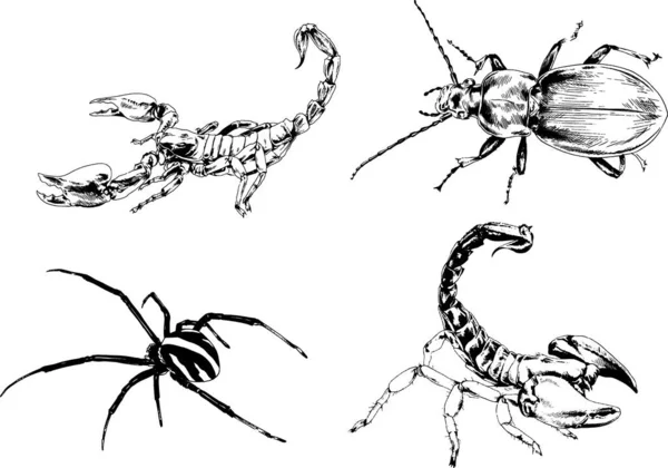 Dibujos Vectoriales Bocetos Insectos Diferentes Insectos Scorpions Arañas Dibujadas Con — Vector de stock