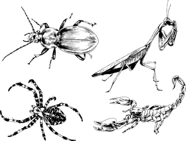 Vector Drawings Sketches Different Insects Bugs Scorpions Spiders Drawn Ink — Stock Vector