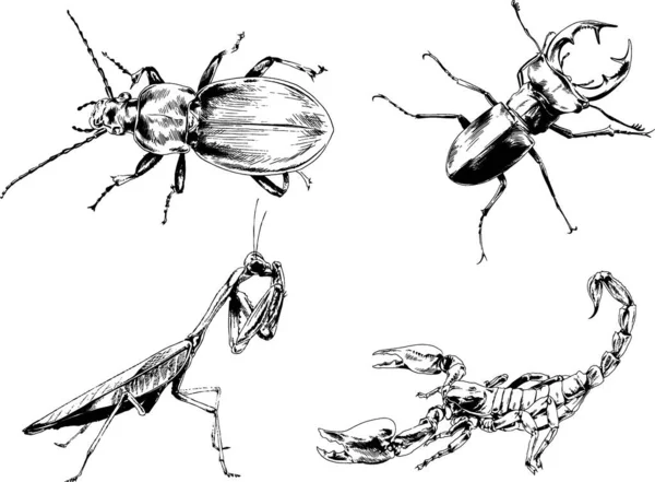 ベクトル図は異なる昆虫のバグをスケッチ手でインクで描かれたスコーピオンクモ 背景のないオブジェクト — ストックベクタ