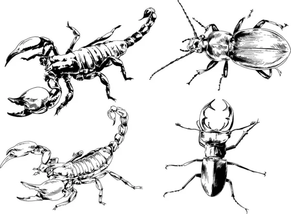 Vector Drawings Sketches Different Insects Bugs Scorpions Spiders Drawn Ink — Stock Vector