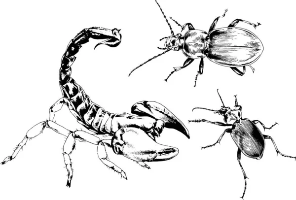 Векторні Малюнки Ескізи Різних Комах Жуків Скорпіони Павуки Намальовані Чорнилом — стоковий вектор