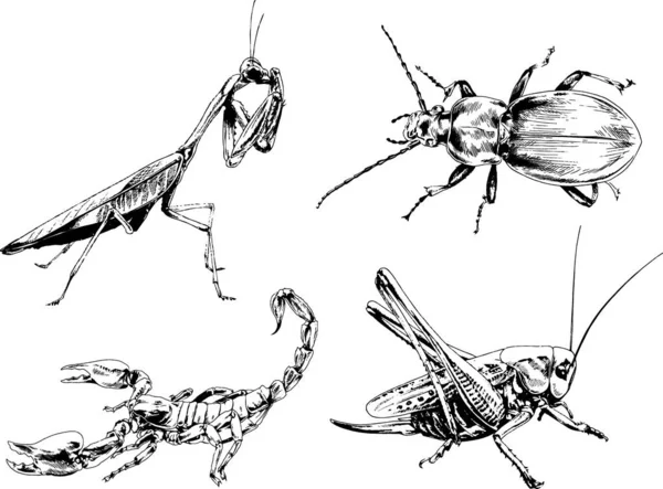 Desenhos Vetoriais Esboços Diferentes Insetos Insetos Escorpiões Aranhas Desenhadas Tinta — Vetor de Stock