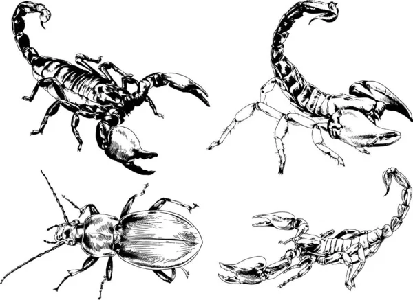 Vektorzeichnungen Skizzieren Verschiedene Insekten Käfer Skorpione Spinnen Mit Tusche Von — Stockvektor