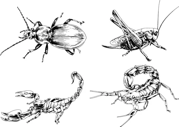 Vektorzeichnungen Skizzieren Verschiedene Insekten Käfer Skorpione Spinnen Mit Tusche Von — Stockvektor