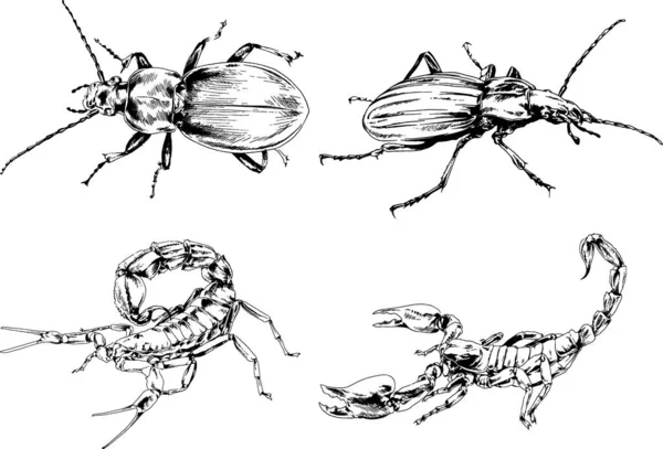 Векторные Рисунки Эскизы Различных Насекомых Жуки Scorpions Пауки Нарисованы Чернилами — стоковый вектор