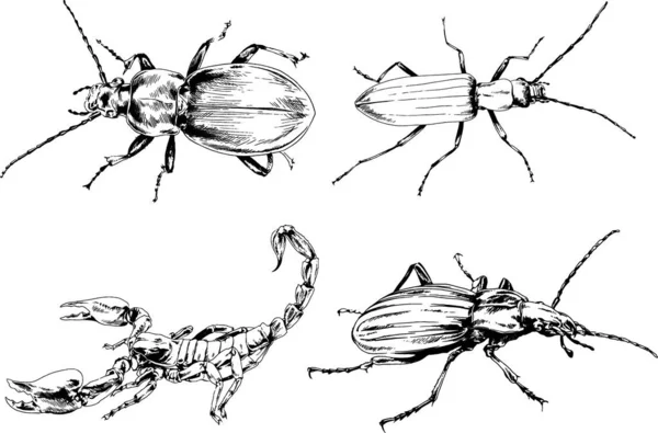 Desenhos Vetoriais Esboços Diferentes Insetos Insetos Escorpiões Aranhas Desenhadas Tinta —  Vetores de Stock