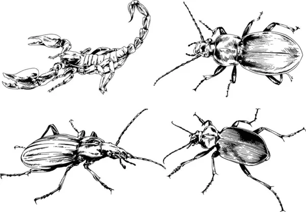 Vektorzeichnungen Skizzieren Verschiedene Insekten Käfer Skorpione Spinnen Mit Tusche Von — Stockvektor