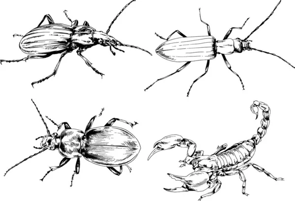 Dibujos Vectoriales Bocetos Insectos Diferentes Insectos Scorpions Arañas Dibujadas Con — Vector de stock