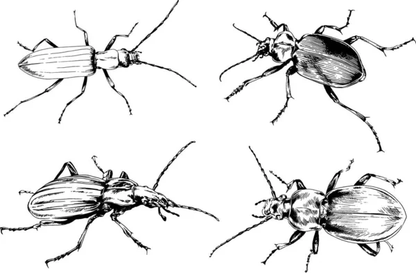 Vektorzeichnungen Skizzieren Verschiedene Insekten Käfer Skorpione Spinnen Mit Tusche Von — Stockvektor