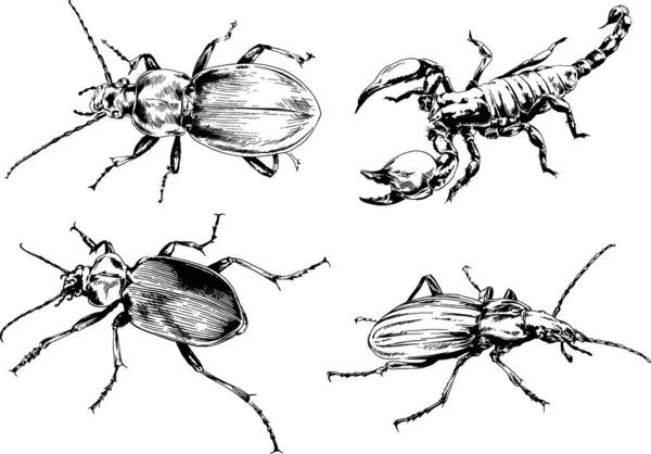 Dibujos Vectoriales Bocetos Insectos Diferentes Insectos Scorpions Arañas Dibujadas Con — Archivo Imágenes Vectoriales