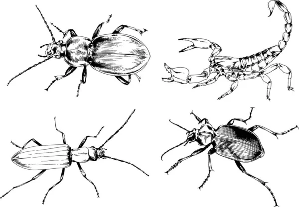 Desenhos Vetoriais Esboços Diferentes Insetos Insetos Escorpiões Aranhas Desenhadas Tinta —  Vetores de Stock