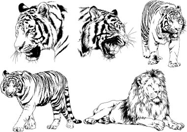 vektör çizimleri çizimler farklı yırtıcı hayvan, kaplan aslan çita ve leopar mürekkep el tarafından nesneleri arka plan ile çizilir