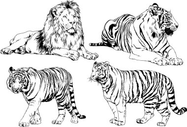 vektör çizimleri çizimler farklı yırtıcı hayvan, kaplan aslan çita ve leopar mürekkep el tarafından nesneleri arka plan ile çizilir