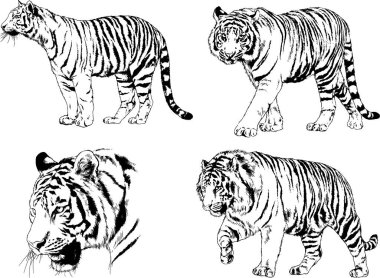 vektör çizimleri çizimler farklı yırtıcı hayvan, kaplan aslan çita ve leopar mürekkep el tarafından nesneleri arka plan ile çizilir