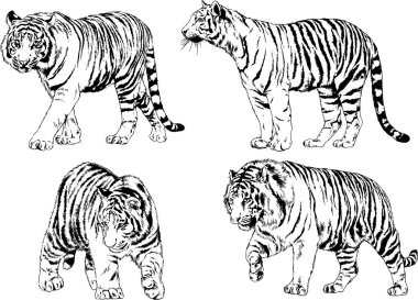 vektör çizimleri çizimler farklı yırtıcı hayvan, kaplan aslan çita ve leopar mürekkep el tarafından nesneleri arka plan ile çizilir