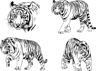 vektör çizimleri çizimler farklı yırtıcı hayvan, kaplan aslan çita ve leopar mürekkep el tarafından nesneleri arka plan ile çizilir