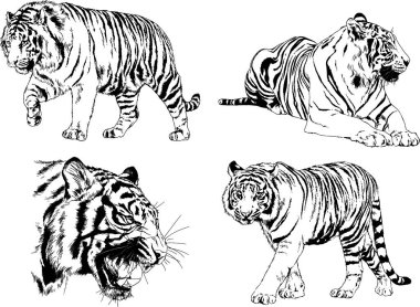 vektör çizimleri çizimler farklı yırtıcı hayvan, kaplan aslan çita ve leopar mürekkep el tarafından nesneleri arka plan ile çizilir