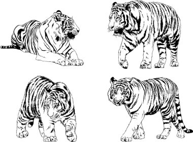 vektör çizimleri çizimler farklı yırtıcı hayvan, kaplan aslan çita ve leopar mürekkep el tarafından nesneleri arka plan ile çizilir