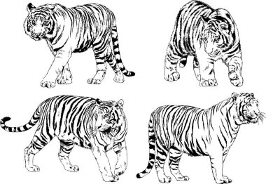 vektör çizimleri çizimler farklı yırtıcı hayvan, kaplan aslan çita ve leopar mürekkep el tarafından nesneleri arka plan ile çizilir