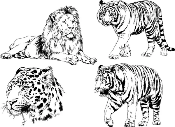 Vector Drawings Sketches Different Predator Tigers Lions Cheetahs Leopards Drawn — Stock Vector