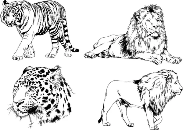 Dibujos Vectoriales Bocetos Diferentes Depredadores Tigres Leones Guepardos Leopardos Dibujan — Archivo Imágenes Vectoriales