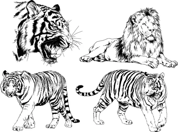 Dibujos Vectoriales Bocetos Diferentes Depredadores Tigres Leones Guepardos Leopardos Dibujan — Vector de stock