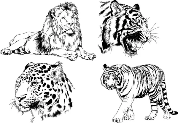 Dessins Vectoriels Esquisse Différents Prédateurs Tigres Lions Guépards Léopards Sont — Image vectorielle