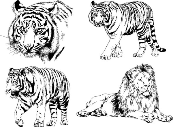 Dibujos Vectoriales Bocetos Diferentes Depredadores Tigres Leones Guepardos Leopardos Dibujan — Vector de stock