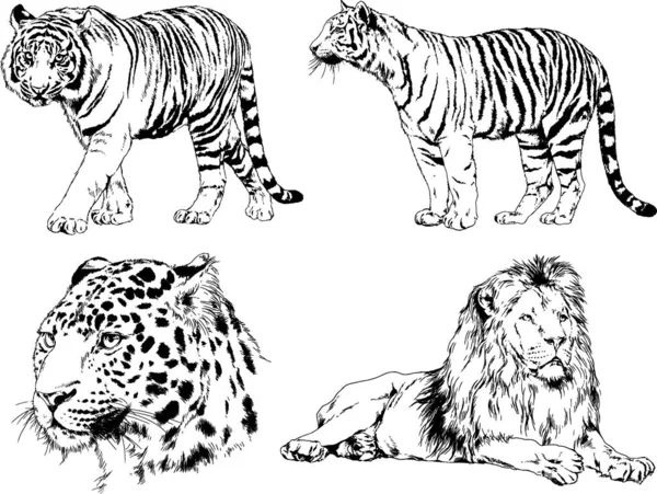 Dessins Vectoriels Esquisse Différents Prédateurs Tigres Lions Guépards Léopards Sont — Image vectorielle