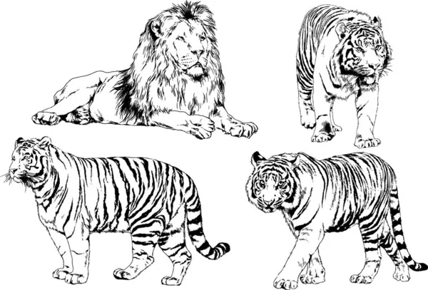 Dibujos Vectoriales Bocetos Diferentes Depredadores Tigres Leones Guepardos Leopardos Dibujan — Vector de stock