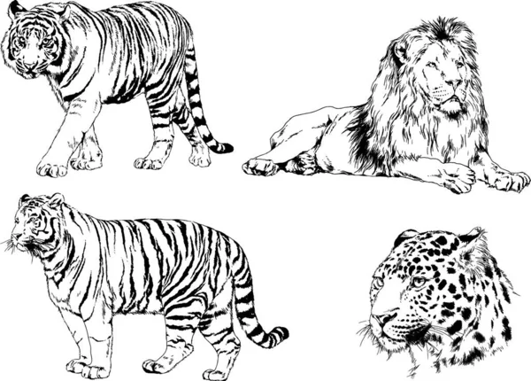 Desenhos Vetoriais Esboços Predador Diferente Leões Tigres Chitas Leopardos São —  Vetores de Stock