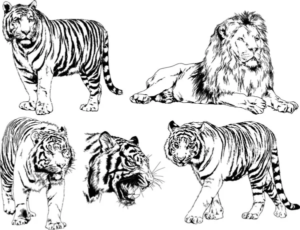 Dibujos Vectoriales Bocetos Diferentes Depredadores Tigres Leones Guepardos Leopardos Dibujan — Vector de stock