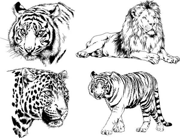 Dibujos Vectoriales Bocetos Diferentes Depredadores Tigres Leones Guepardos Leopardos Dibujan — Archivo Imágenes Vectoriales