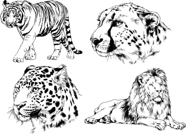 Vector Drawings Sketches Different Predator Tigers Lions Cheetahs Leopards Drawn — Stock Vector