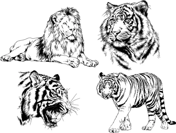 Vector Drawings Sketches Different Predator Tigers Lions Cheetahs Leopards Drawn — Stock Vector