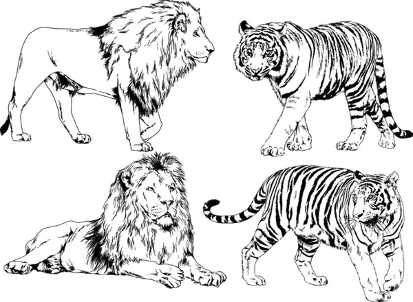 Dibujos Vectoriales Bocetos Diferentes Depredadores Tigres Leones Guepardos Leopardos Dibujan — Archivo Imágenes Vectoriales