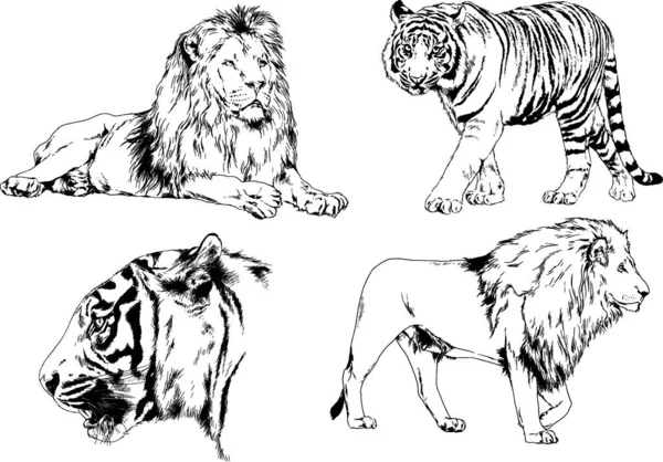 Dibujos Vectoriales Bocetos Diferentes Depredadores Tigres Leones Guepardos Leopardos Dibujan — Vector de stock