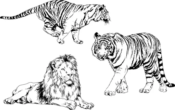 Dibujos Vectoriales Bocetos Diferentes Depredadores Tigres Leones Guepardos Leopardos Dibujan — Archivo Imágenes Vectoriales