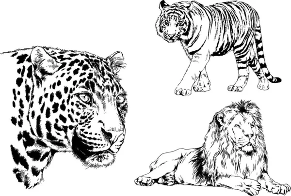 Vector Drawings Sketches Different Predator Tigers Lions Cheetahs Leopards Drawn — Stock Vector