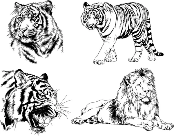 Vector Drawings Sketches Different Predator Tigers Lions Cheetahs Leopards Drawn — Stock Vector