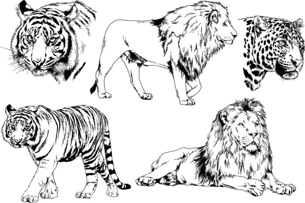 Dessins Vectoriels Esquisse Différents Prédateurs Tigres Lions Guépards Léopards Sont — Image vectorielle